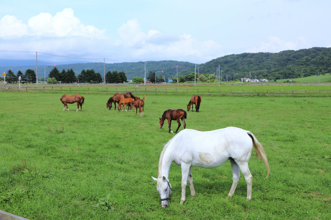 馬刺しの魅力対決！軽種馬と重種馬の馬刺しについて